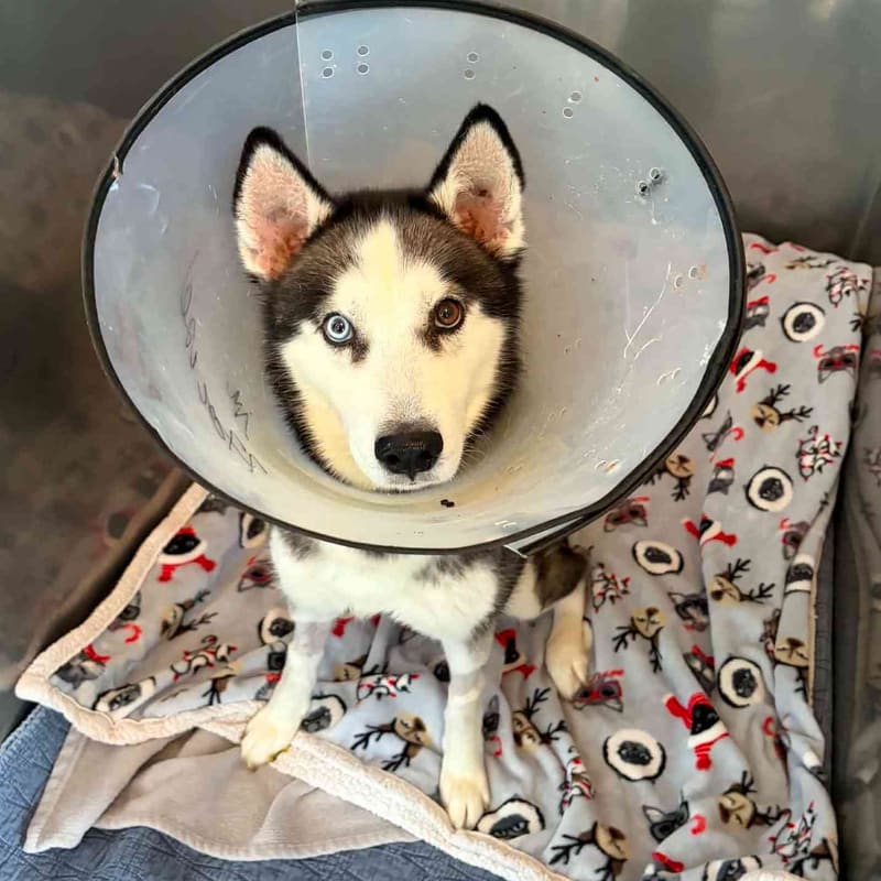 Help Save Hoardin' Huskies