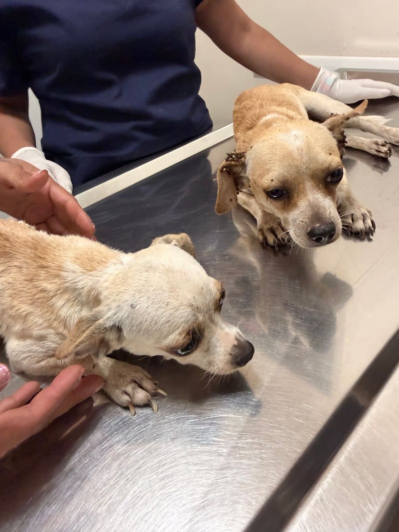 Help Pedro & Vilma