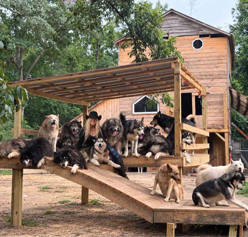 Help Hoardin' Huskies Sanctuary