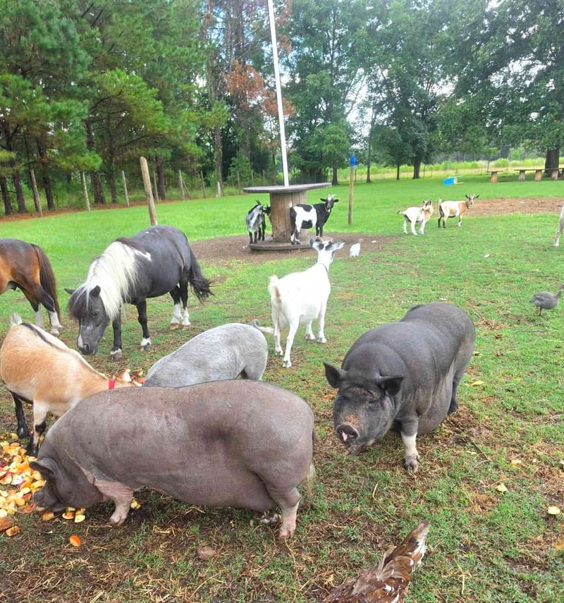 Help These Pigs