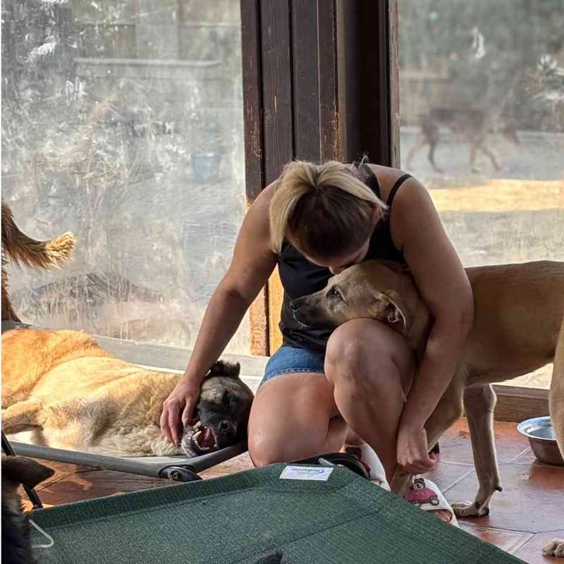 Help Emergency Security Cameras to Protect 200+ Dogs