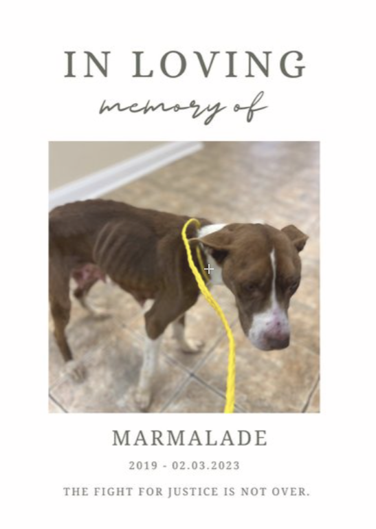 The Breakfast Bunch Puppies