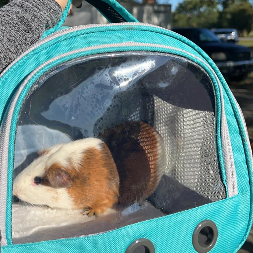 This Guinea Pig Family