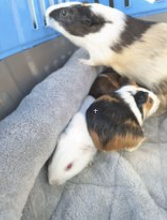 This Guinea Pig Family