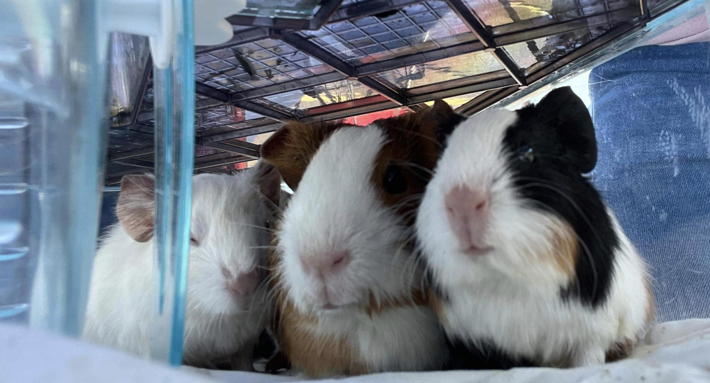 This Guinea Pig Family
