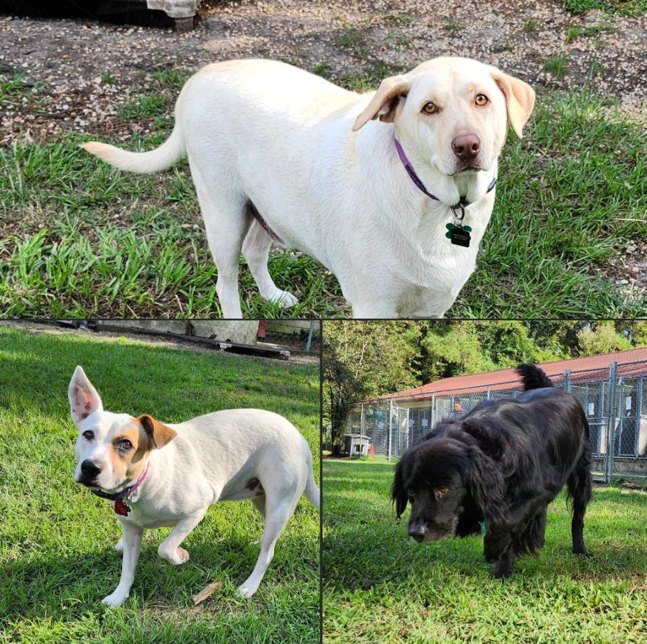 Diagle, Kodi, And Mateo