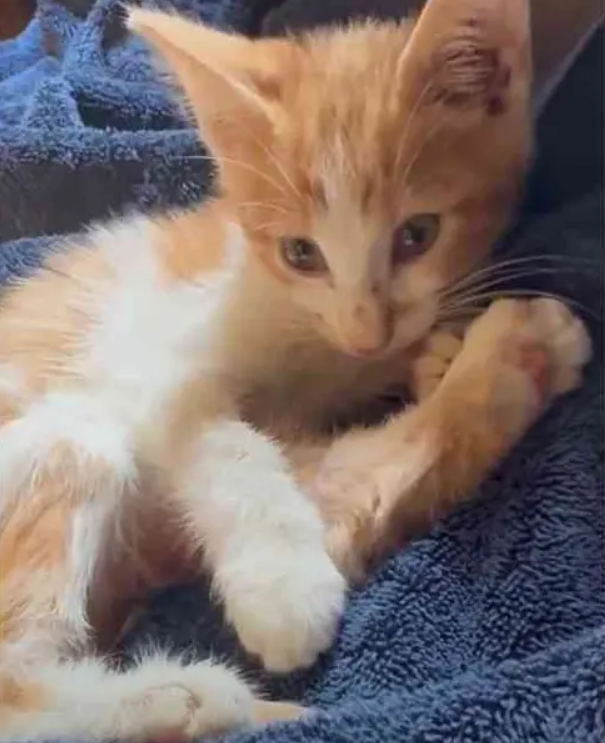 Tails Jr.