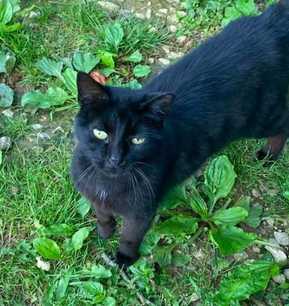Misfit Paws Rescue
