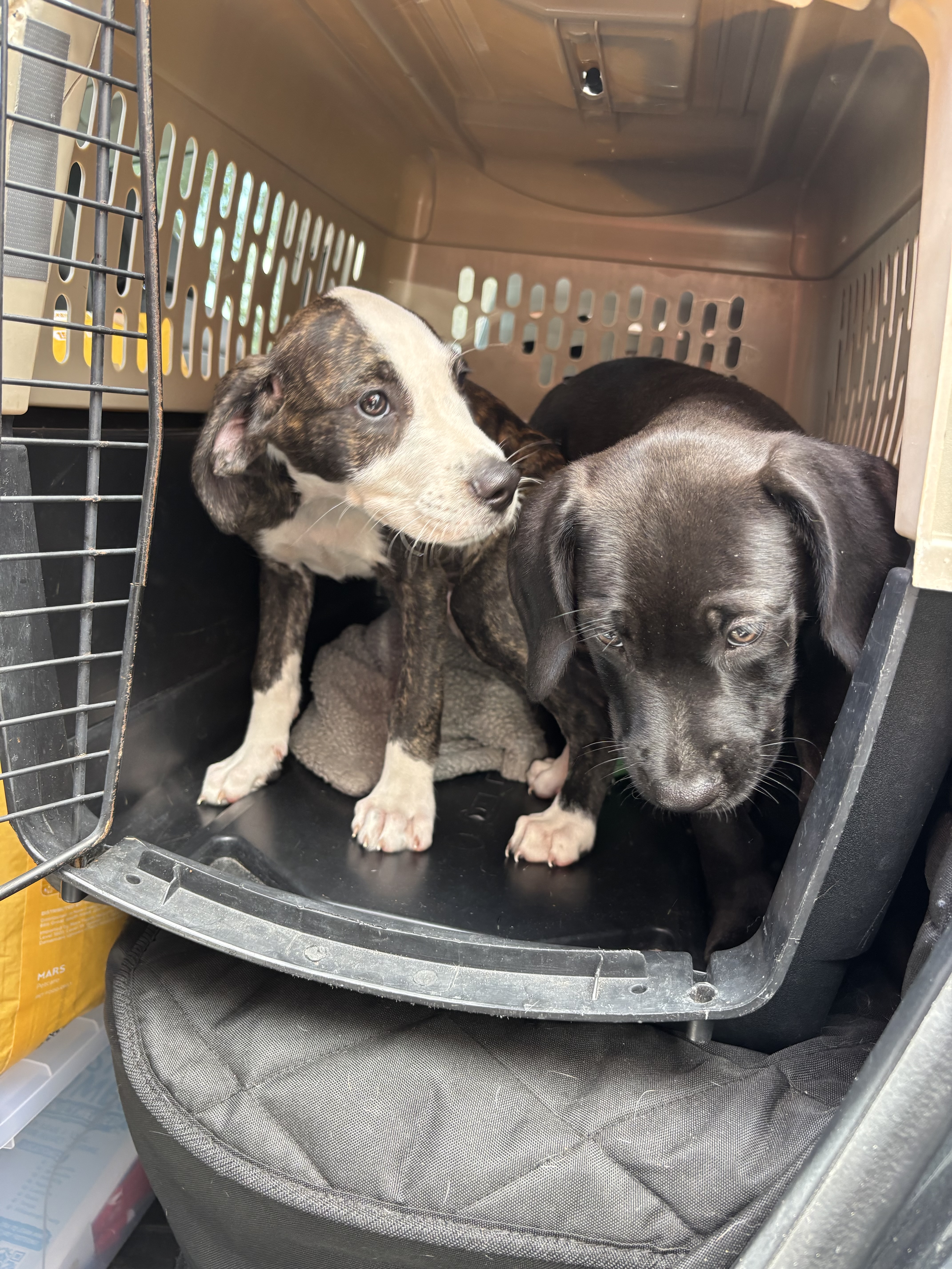 These Rescue Animals