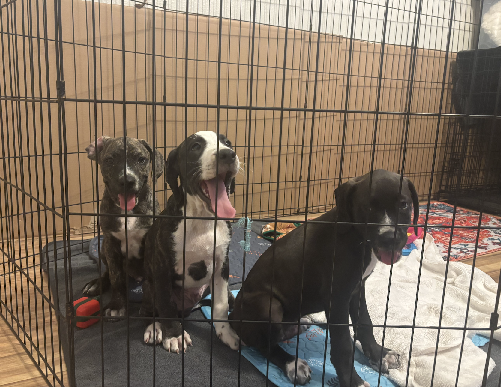 These Rescue Animals