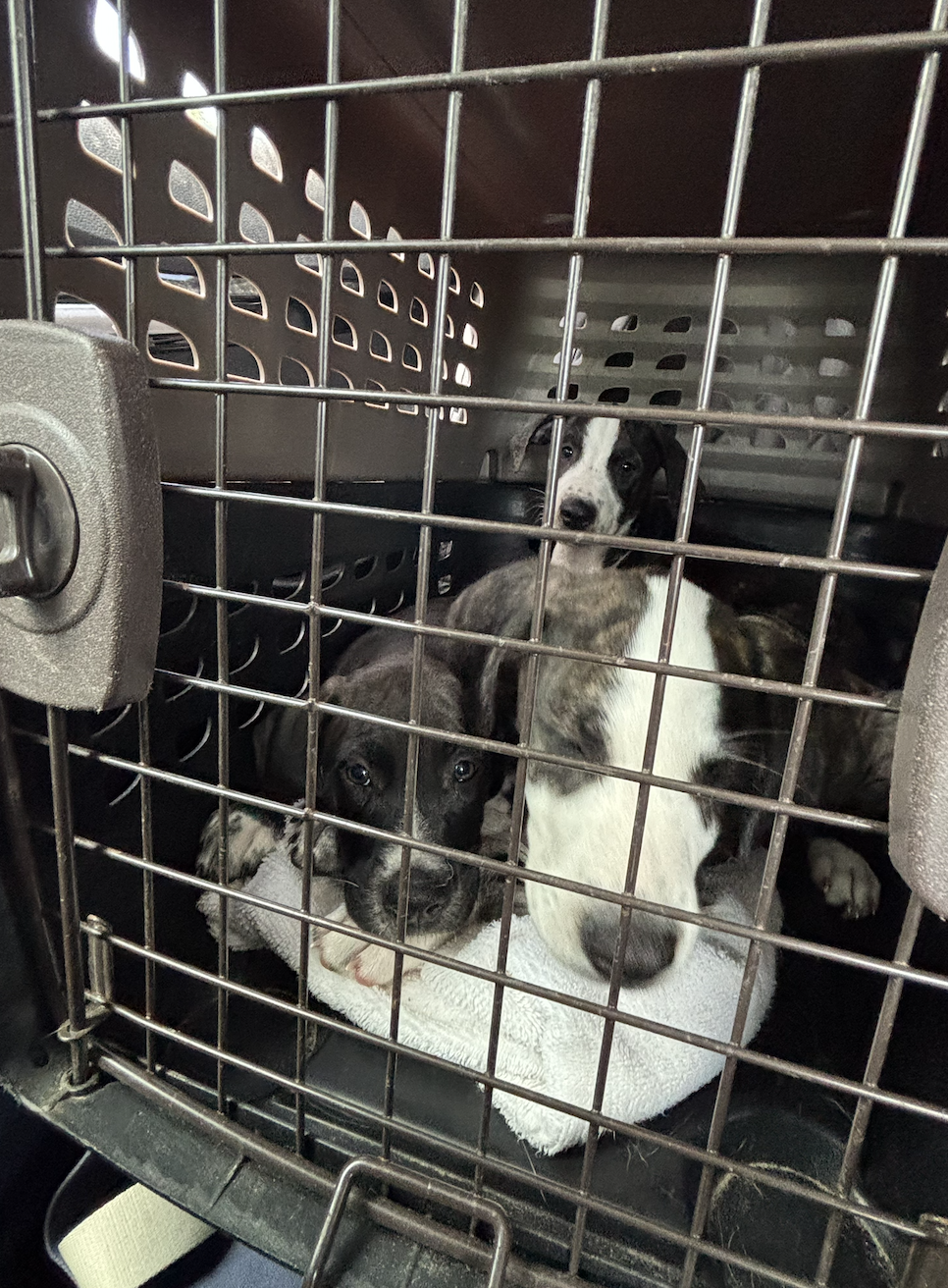 These Rescue Animals