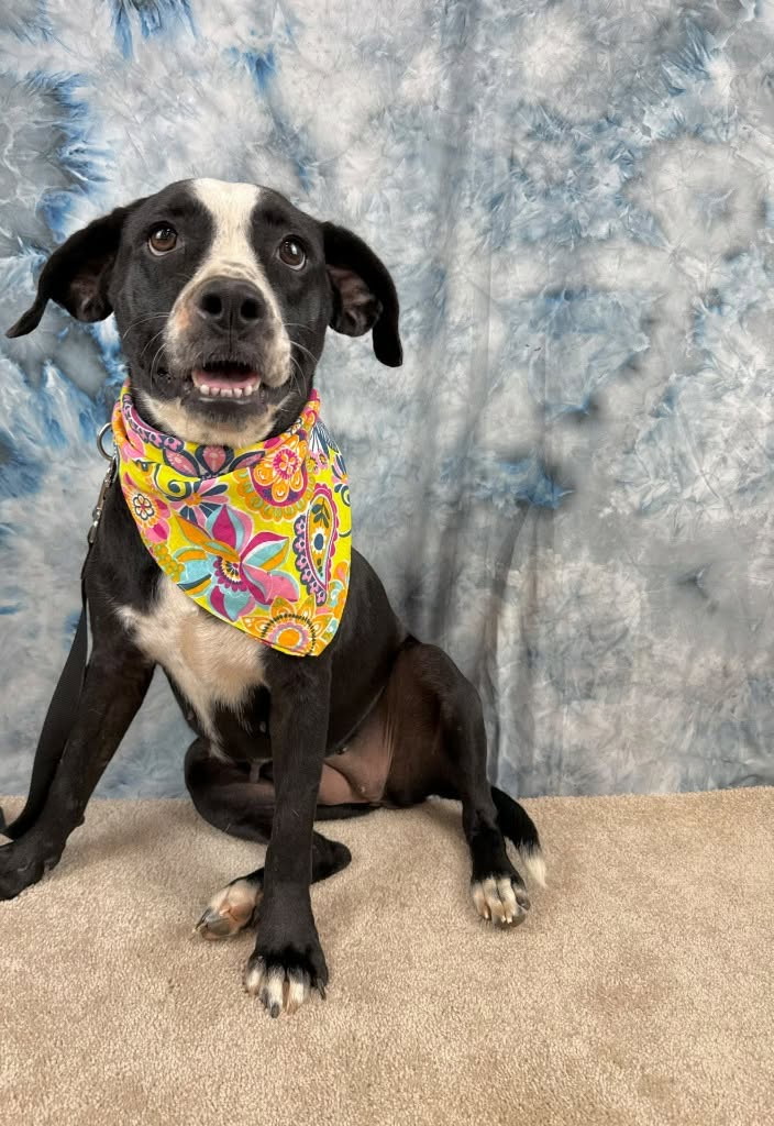 Sweet Girl Was Facing Euthanasia, Beat Skin Disease And Heartworms—Now She's Home Thanks To YOU!
