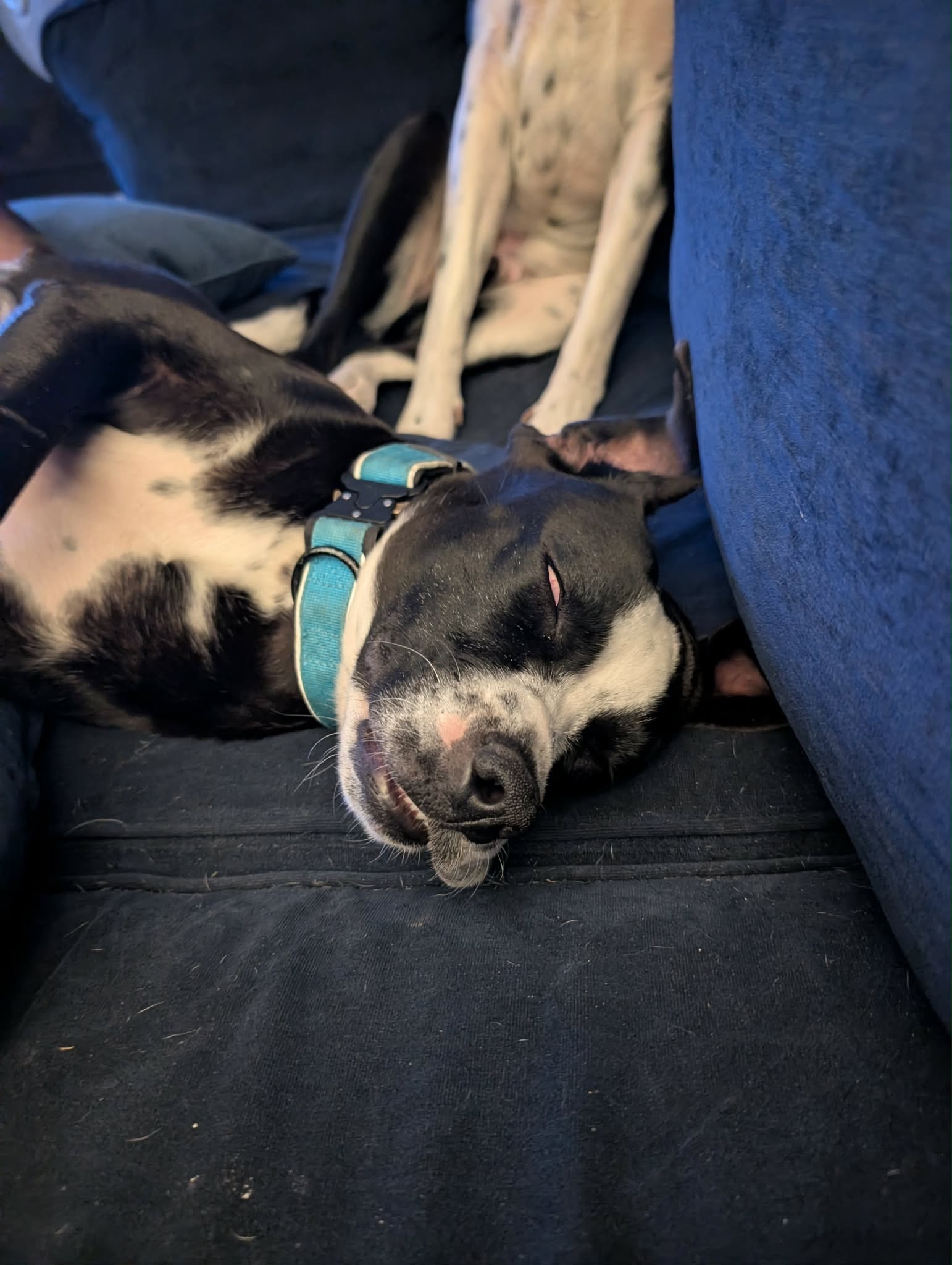 Sweet Girl Was Facing Euthanasia, Beat Skin Disease And Heartworms—Now She's Home Thanks To YOU!