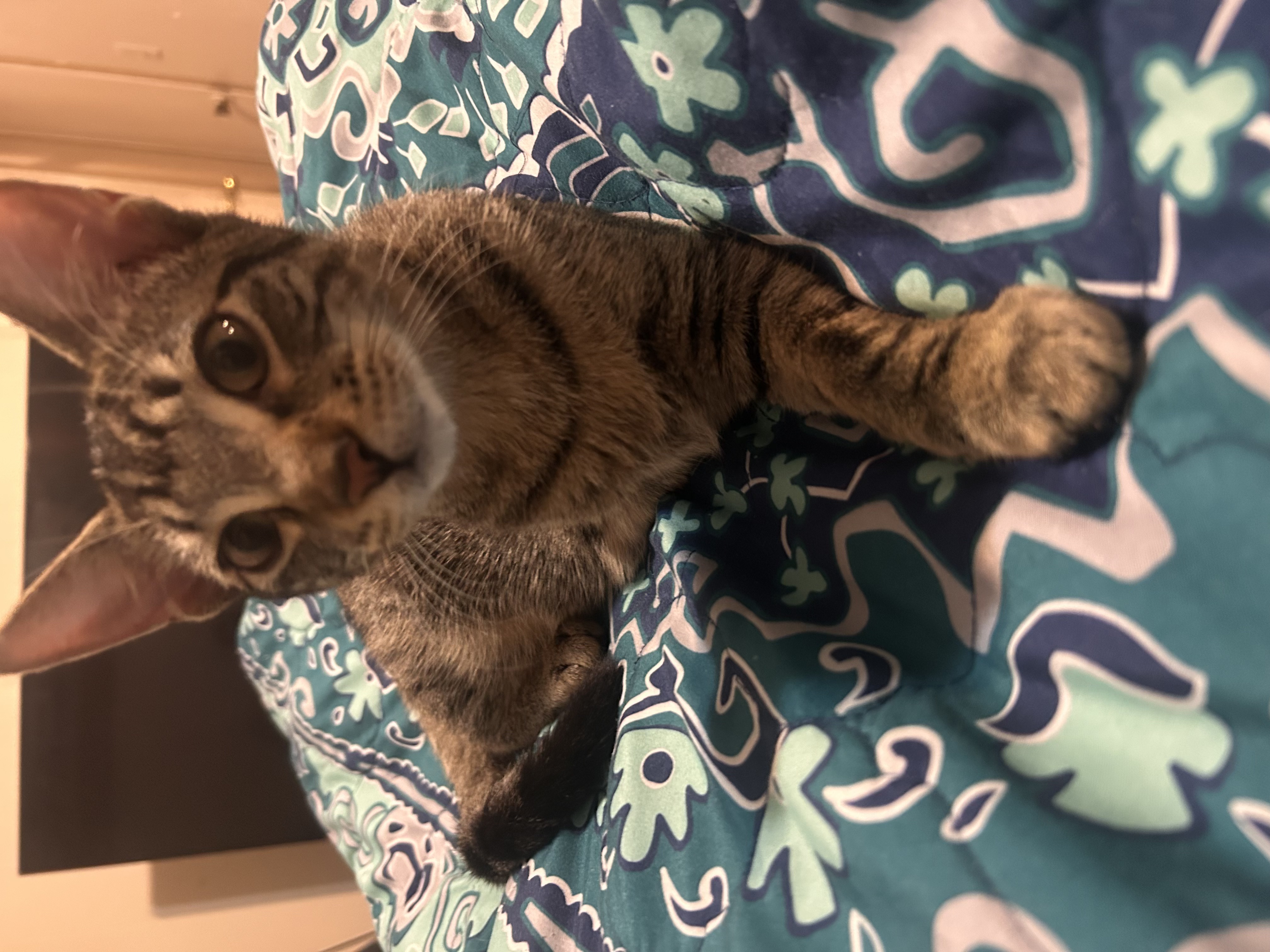 Kitten Dragging A Paralyzed Leg Across A Highway Is Now Zooming Through Life On Three... Thank You!