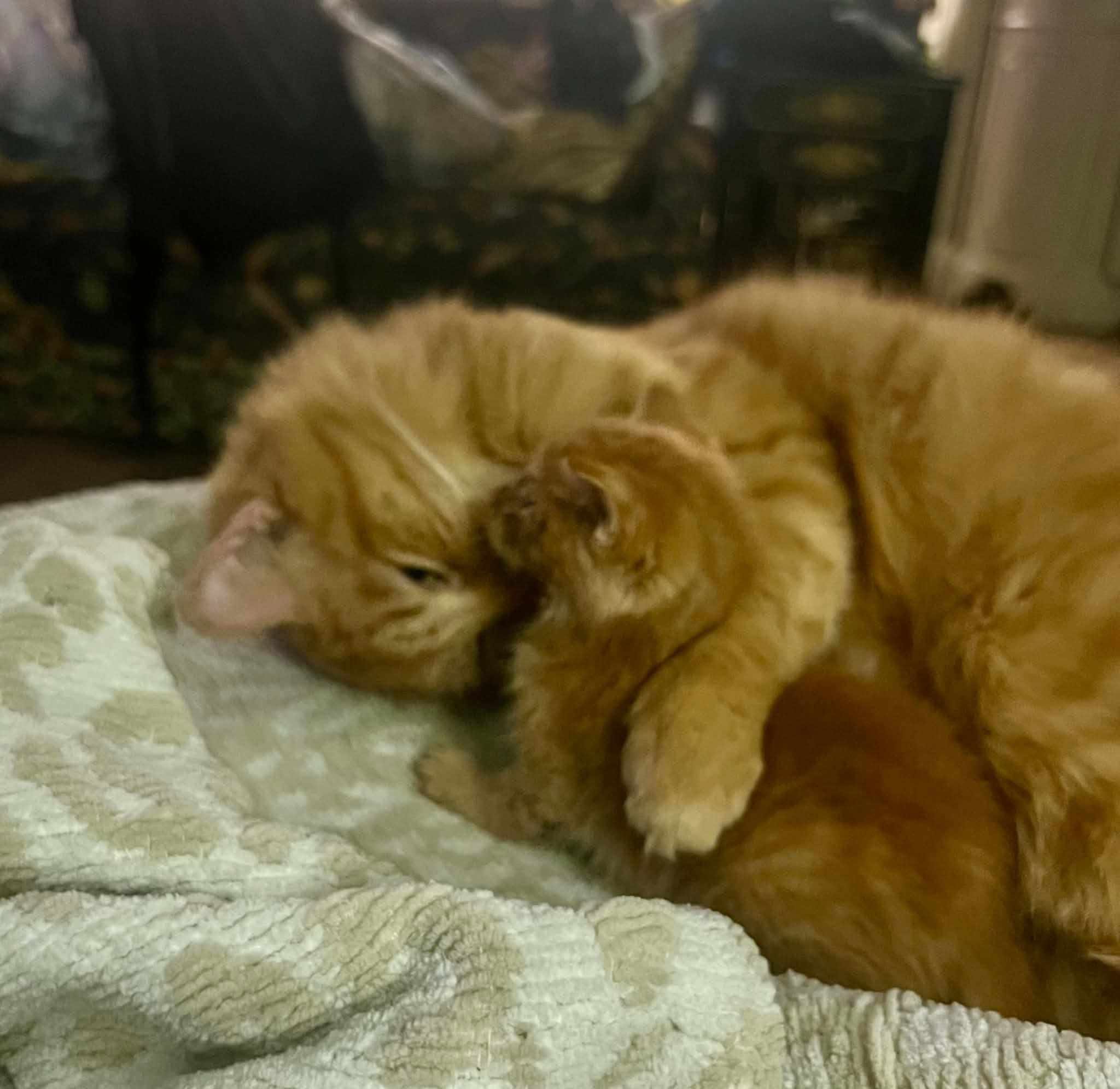 Fading Newborn Kittens Who Fought For Every Breath Are Now Healthy, Thriving And Home… All Because O