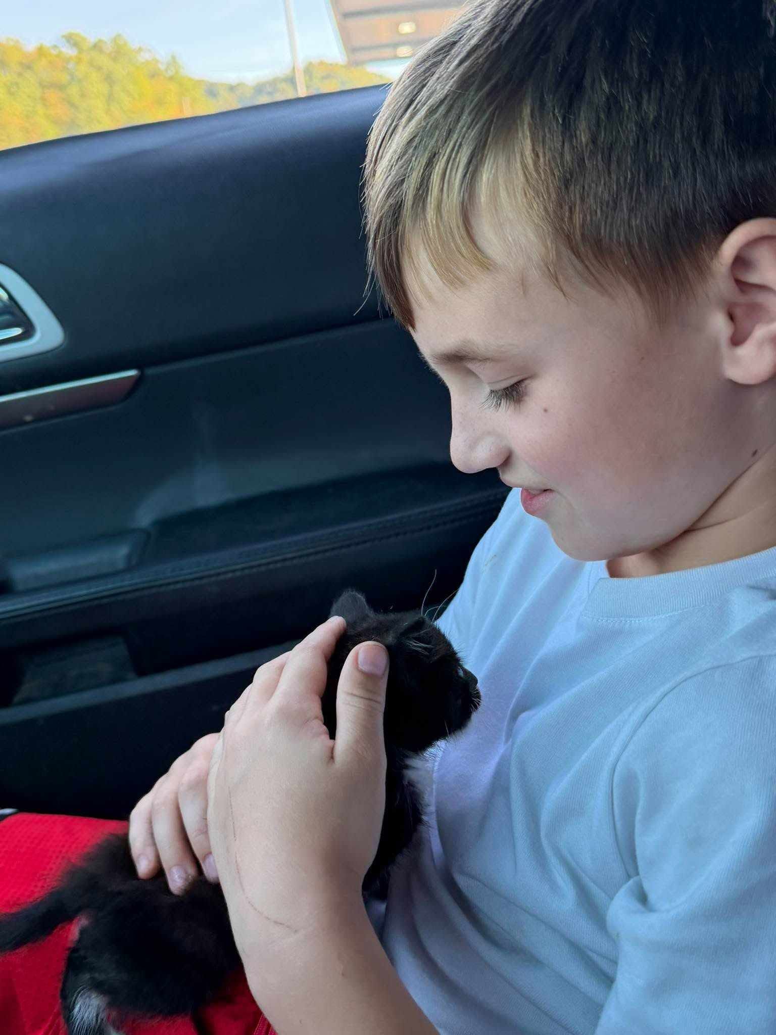 Fading Newborn Kittens Who Fought For Every Breath Are Now Healthy, Thriving And Home… All Because O
