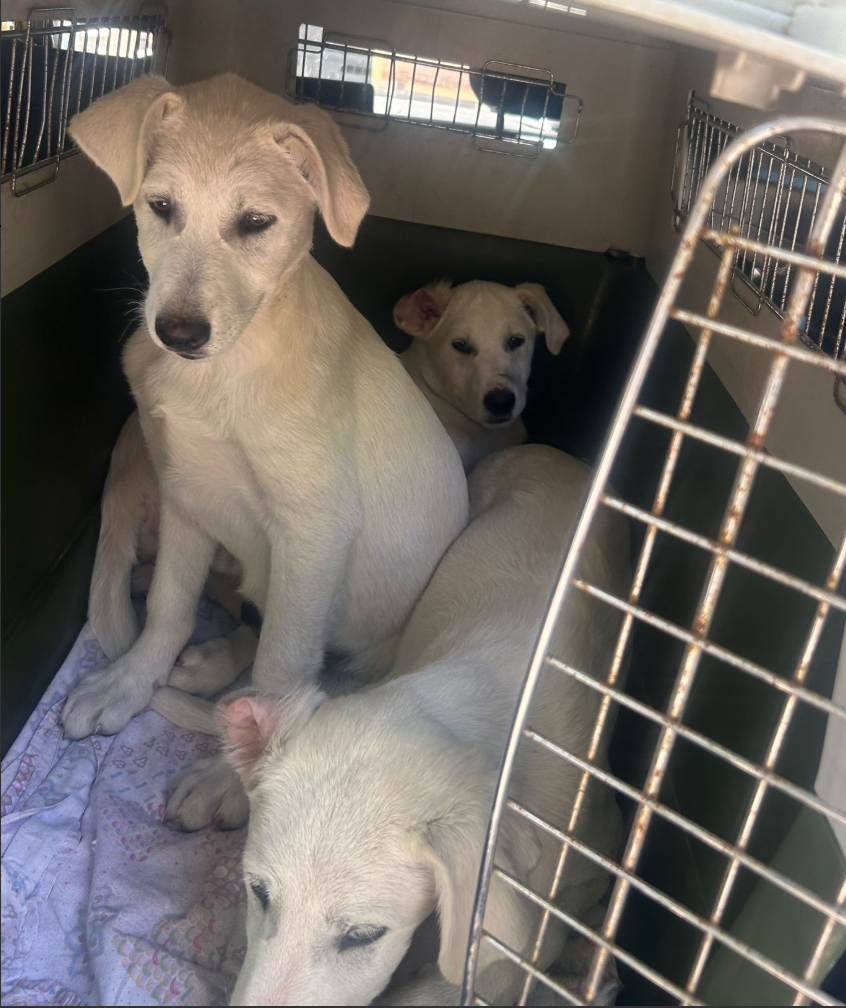 No More Fear, Only Love: Every Puppy Has Found Their Forever Family