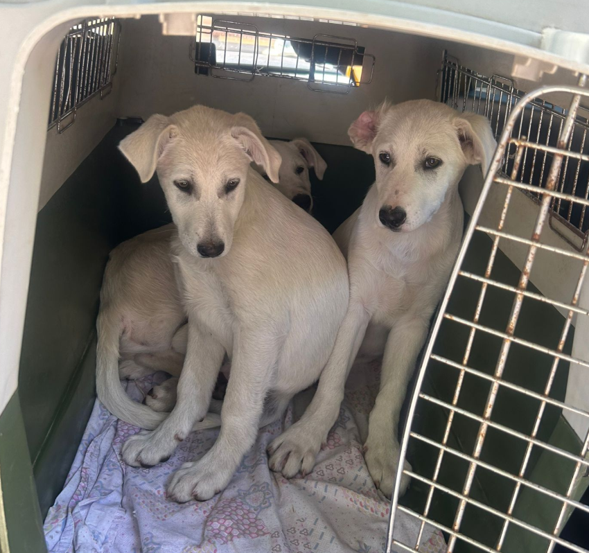 No More Fear, Only Love: Every Puppy Has Found Their Forever Family