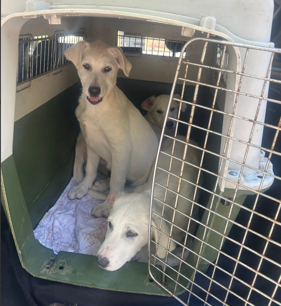 No More Fear, Only Love: Every Puppy Has Found Their Forever Family