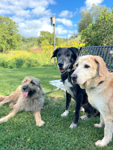 Three Senior Dogs Who Spent Nearly Their Entire Lives In A Lebanon Shelter Have Finally Flown Home T