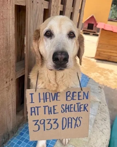 Three Senior Dogs Who Spent Nearly Their Entire Lives In A Lebanon Shelter Have Finally Flown Home T