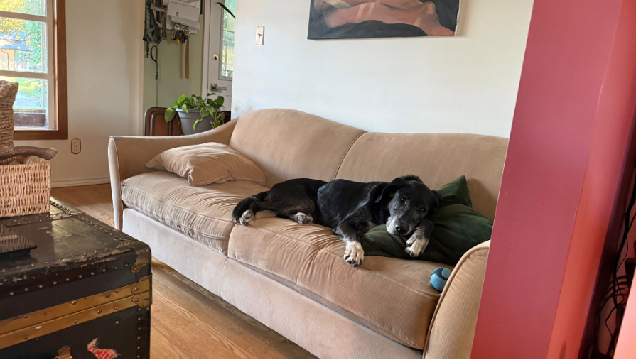 Three Senior Dogs Who Spent Nearly Their Entire Lives In A Lebanon Shelter Have Finally Flown Home T