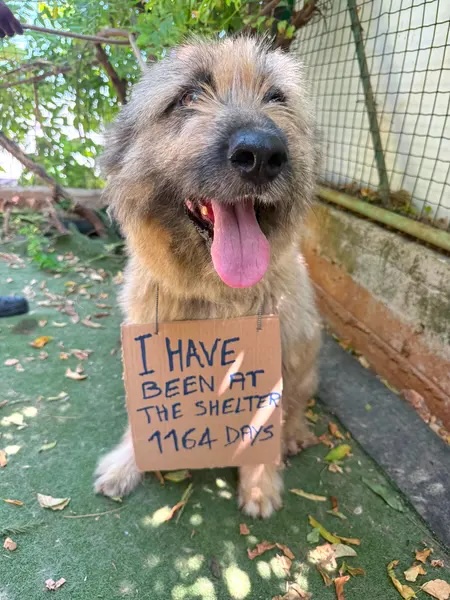 Three Senior Dogs Who Spent Nearly Their Entire Lives In A Lebanon Shelter Have Finally Flown Home T