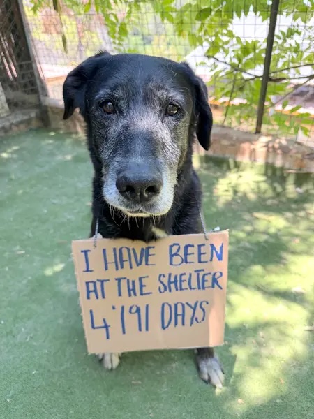 Three Senior Dogs Who Spent Nearly Their Entire Lives In A Lebanon Shelter Have Finally Flown Home T