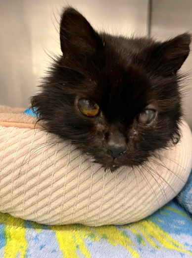 Cat Left For Dead On The Side Of The Road With A Broken Face Is Now Adored By An Entire Veterinary T