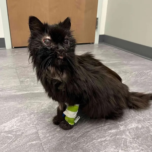 Cat Left For Dead On The Side Of The Road With A Broken Face Is Now Adored By An Entire Veterinary T