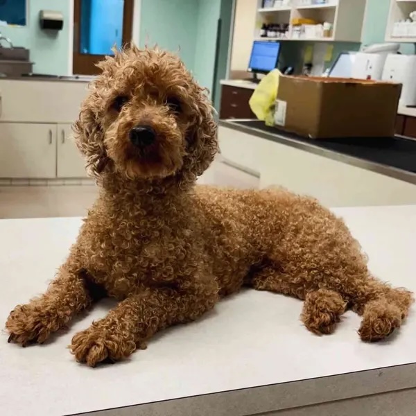 Discarded Breeder Dog Hit By Car And Facing Euthanasia Survives Emergency Surgery And Finds Her Fore