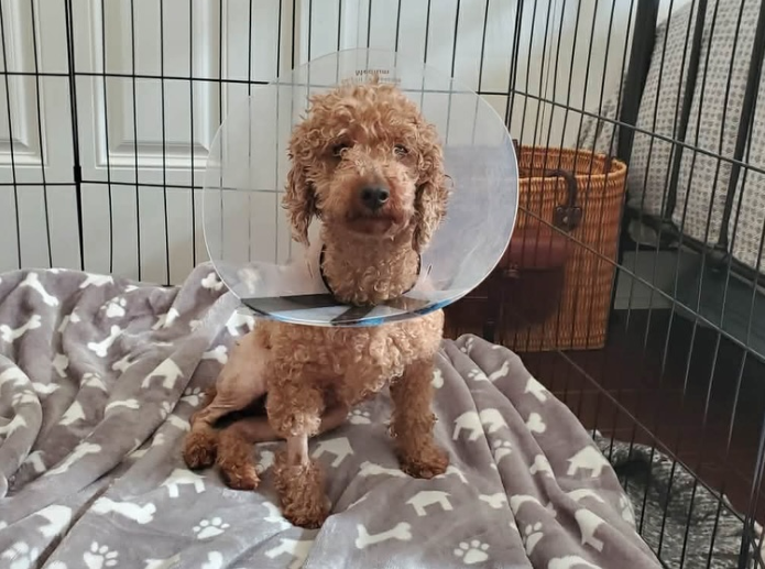 Discarded Breeder Dog Hit By Car And Facing Euthanasia Survives Emergency Surgery And Finds Her Fore