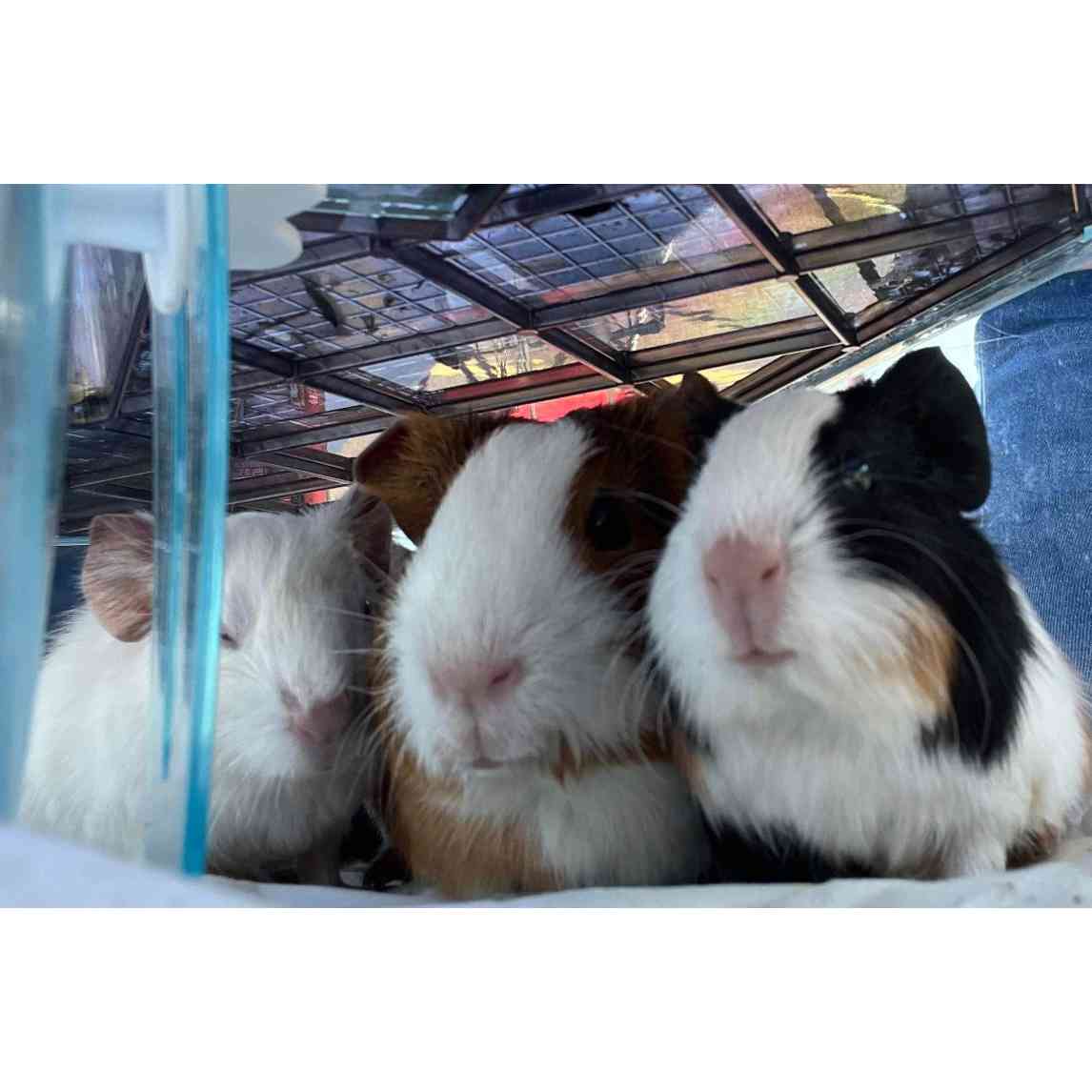 This Guinea Pig Family