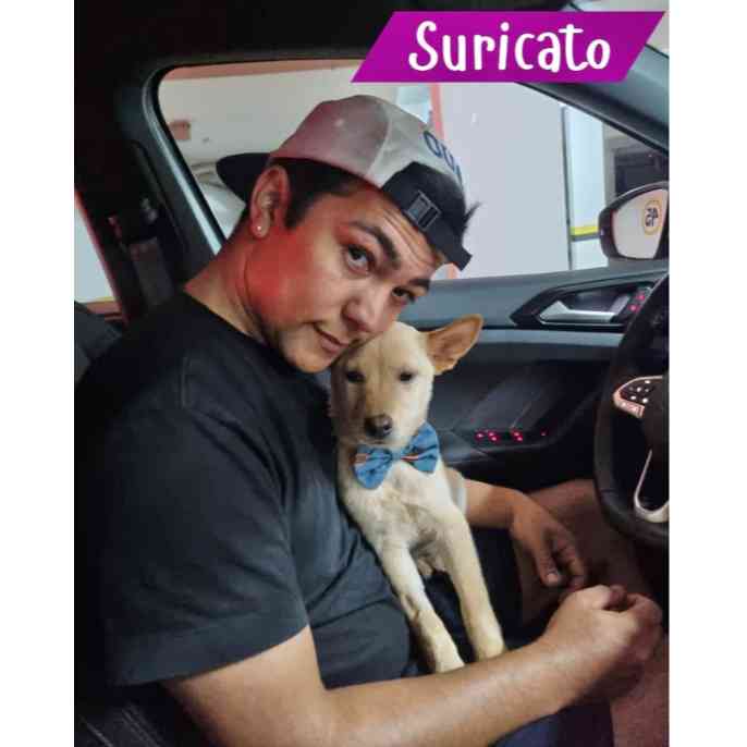 Suricato