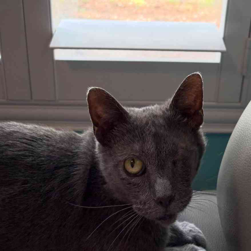 Willow
