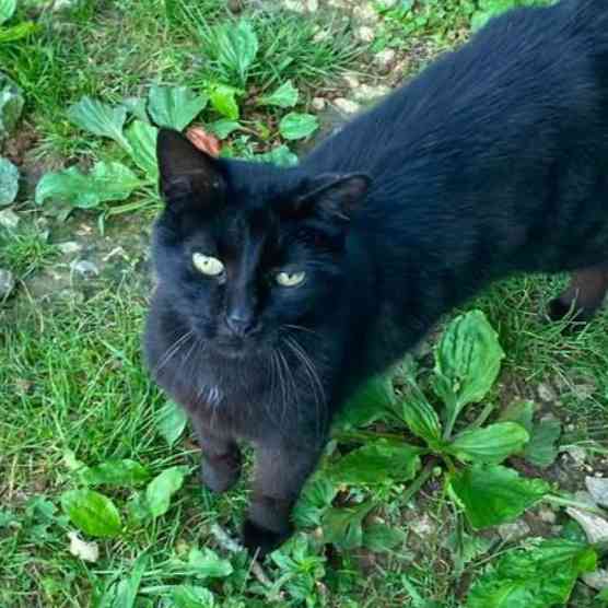 Misfit Paws Rescue