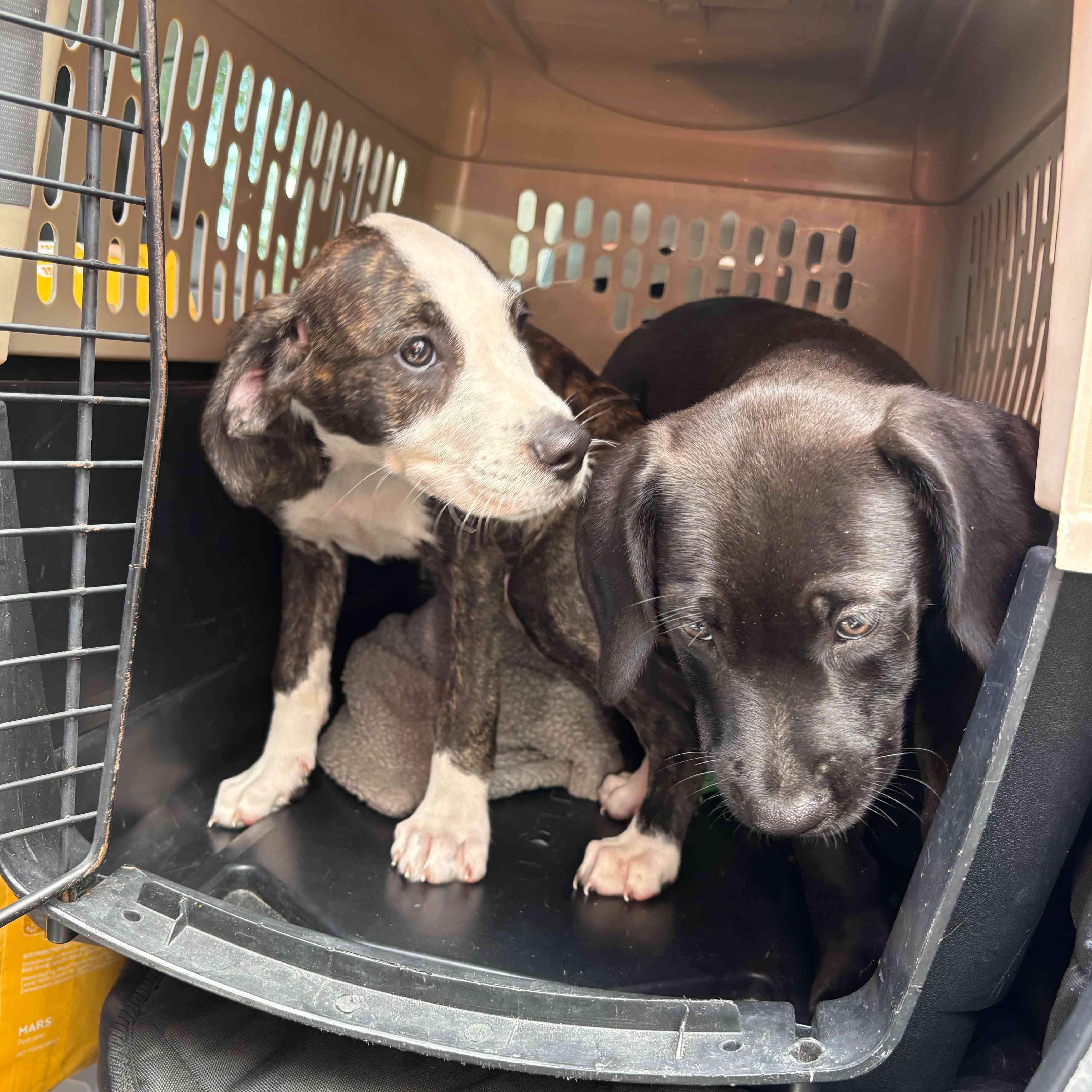 These Rescue Animals