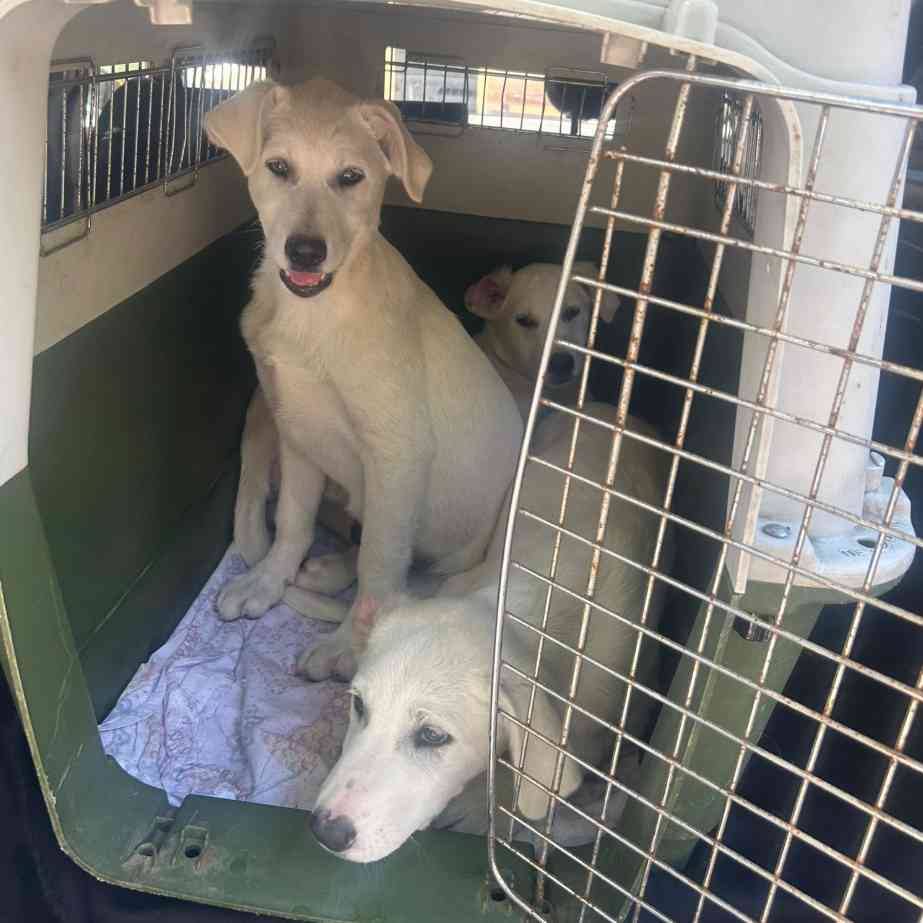 These Innocent Puppies