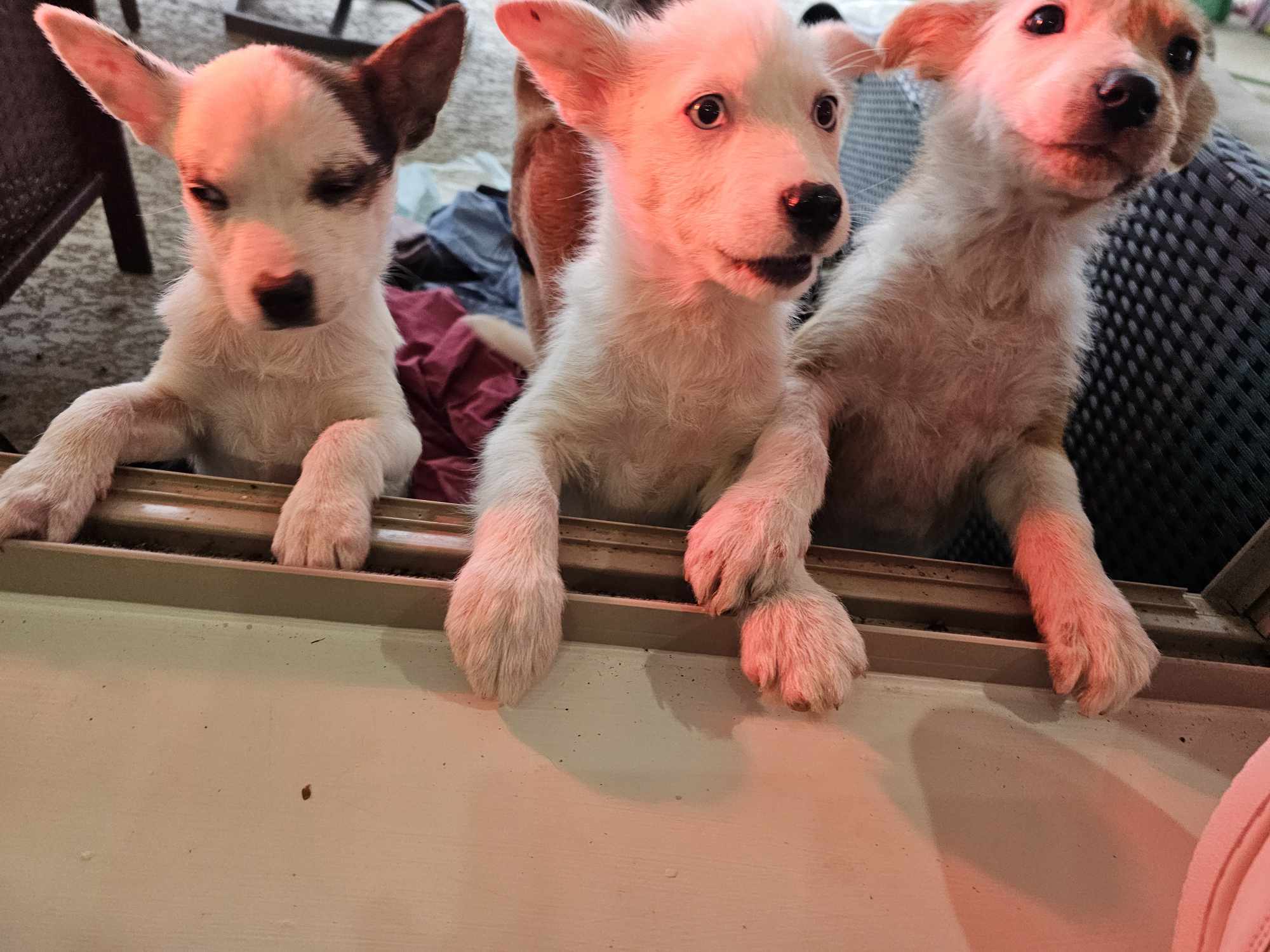 Donate to The Rickets Trio | Support animal welfare with CUDDLY