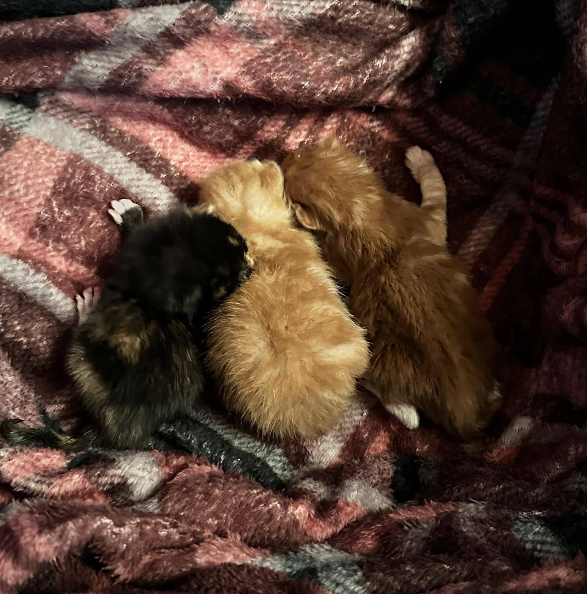 These Vulnerable Kittens photo