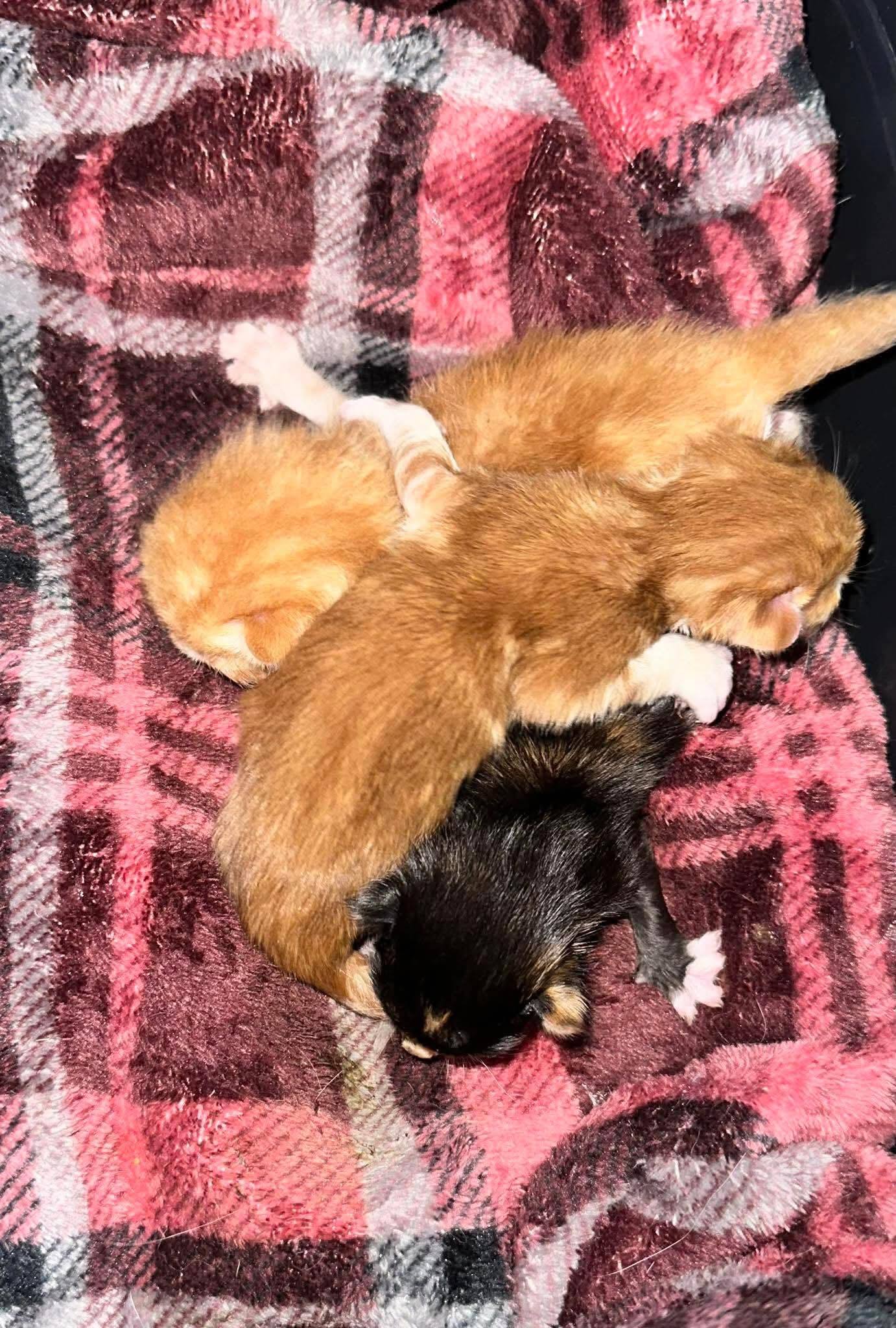 These Vulnerable Kittens photo