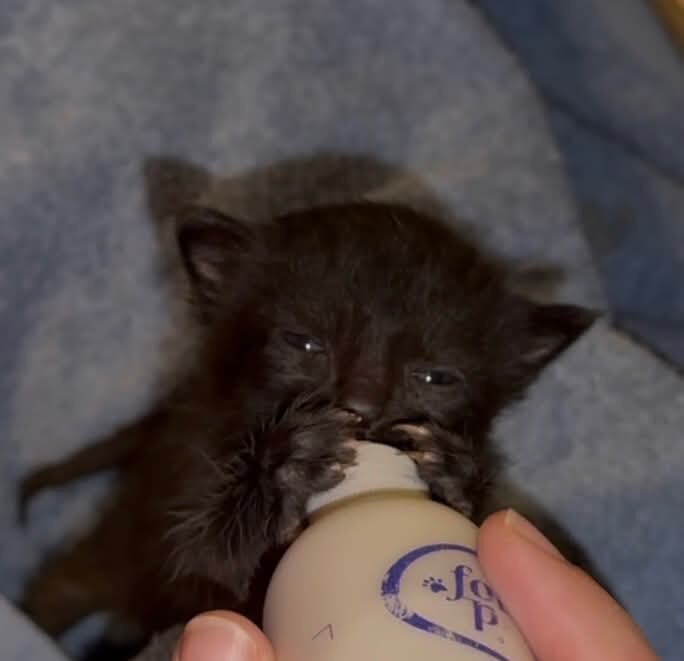 These Vulnerable Kittens photo