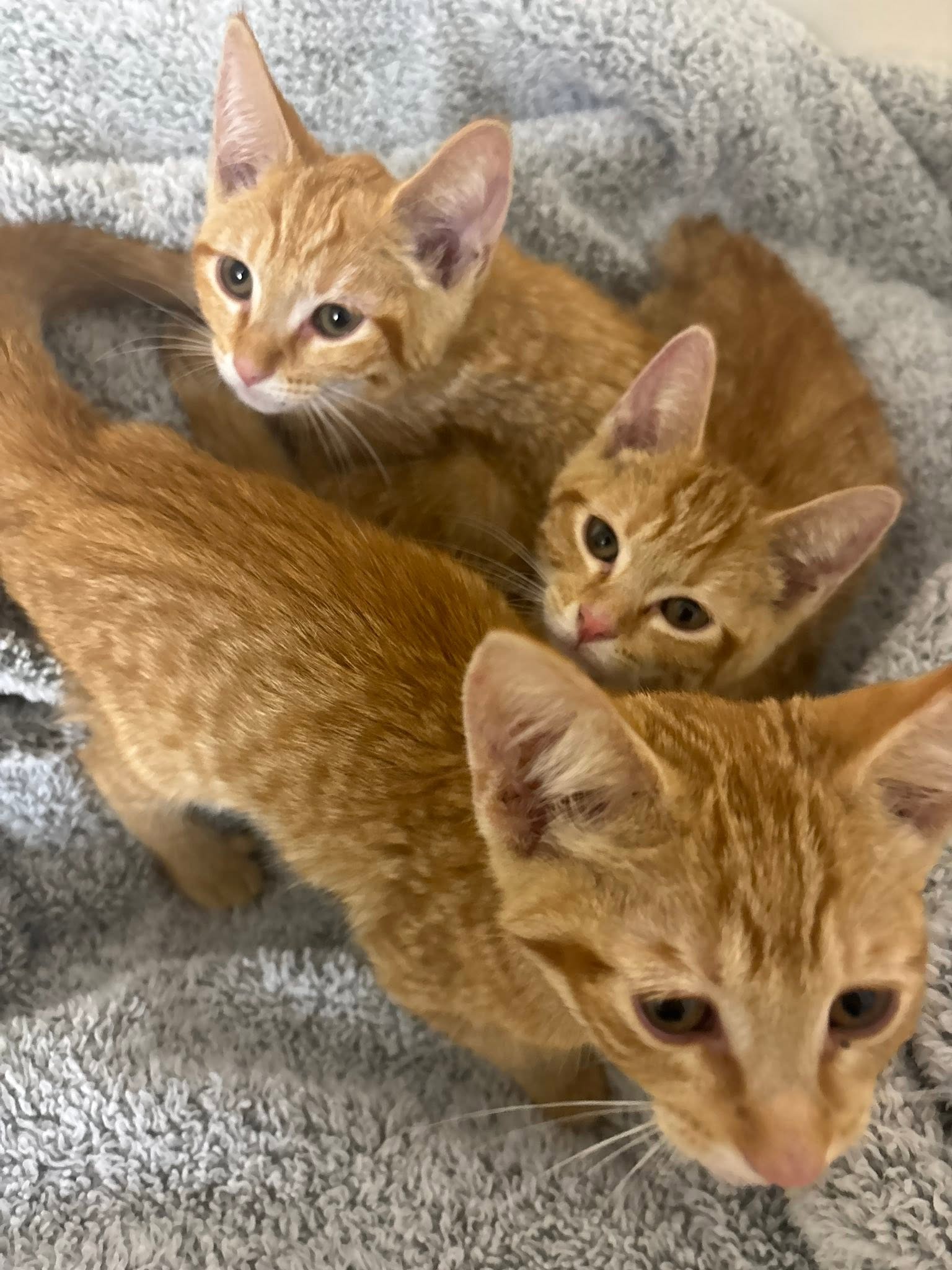 Our Rescue photo