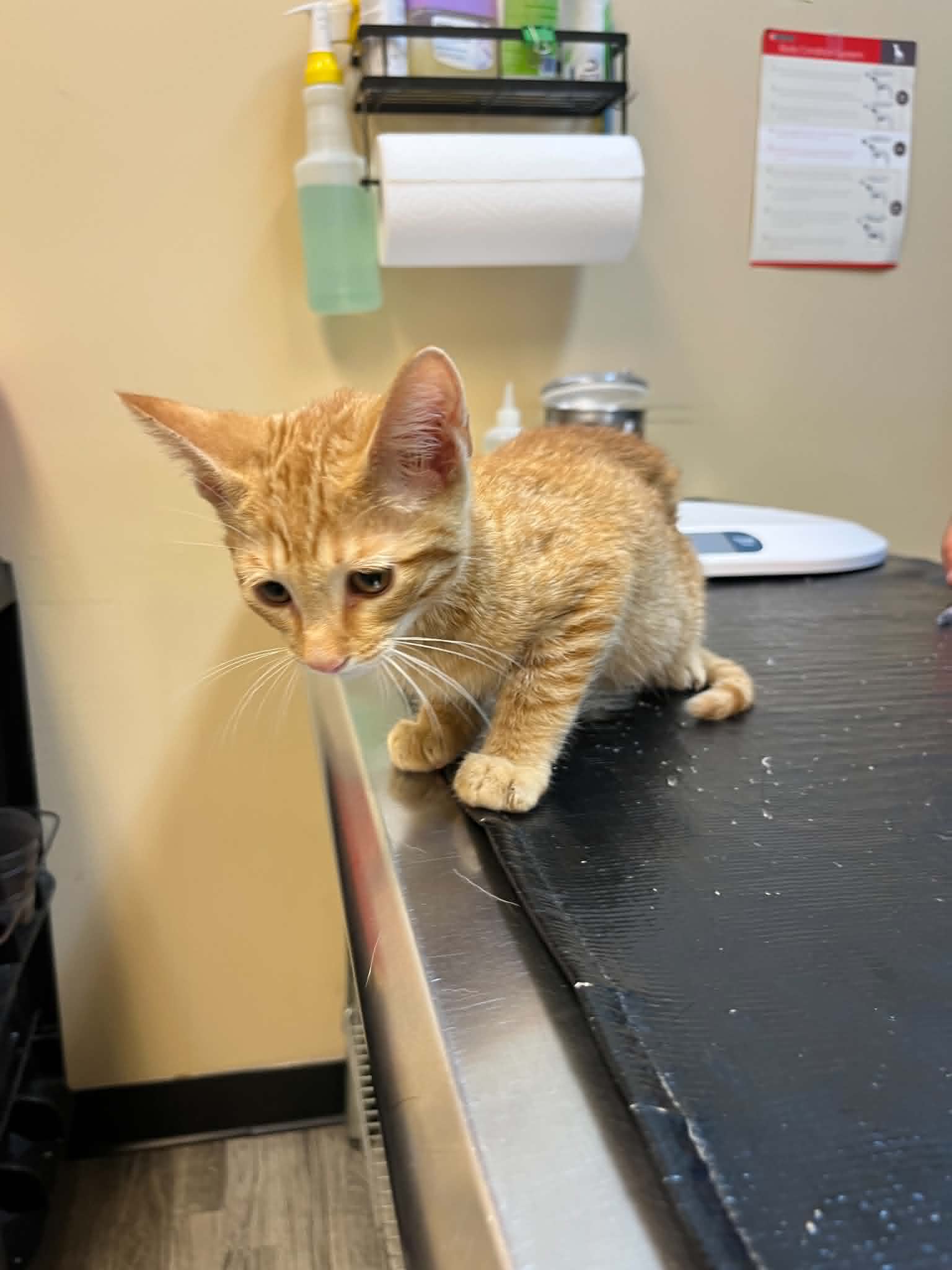 Our Rescue photo