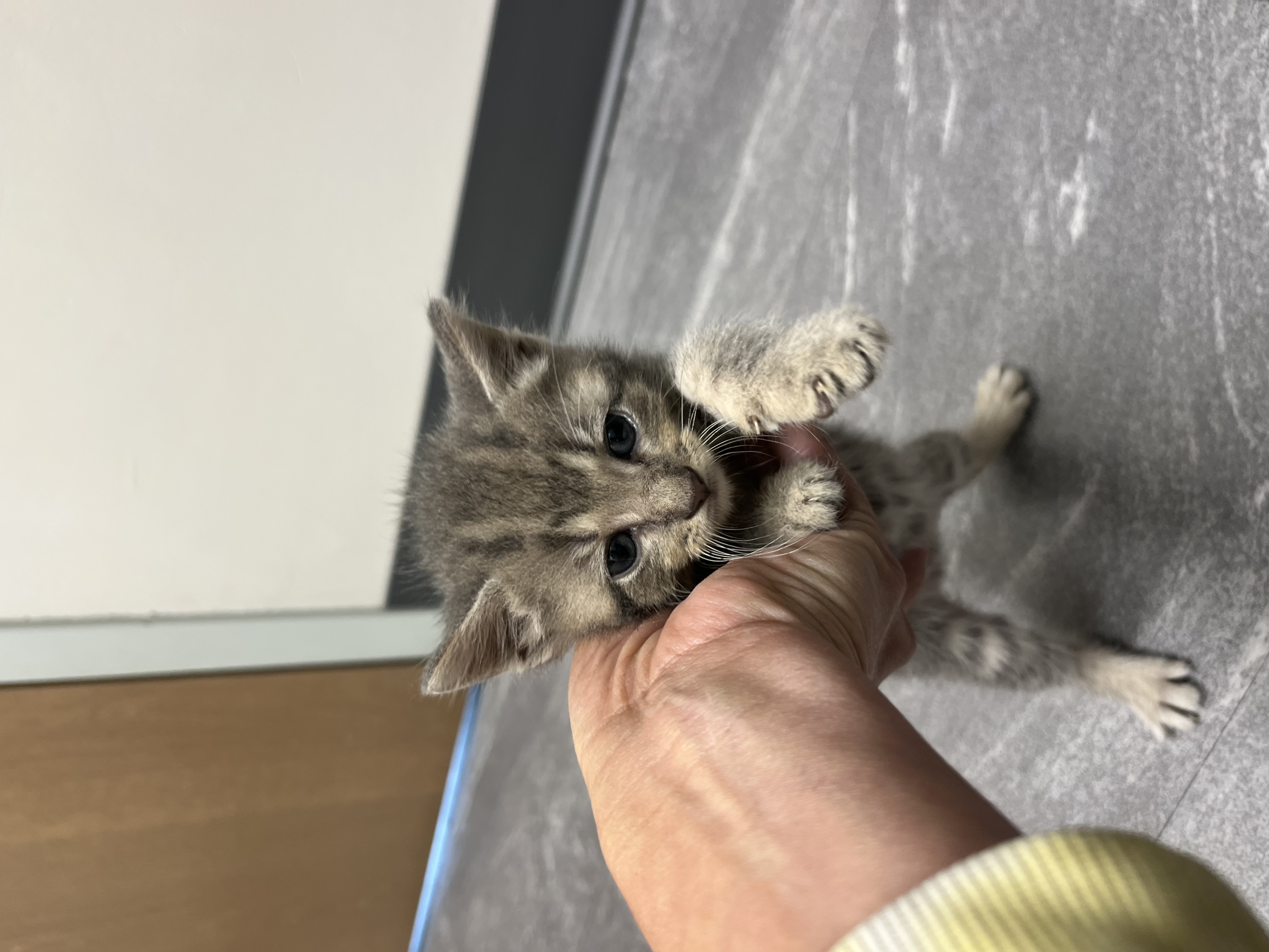 Our Rescue photo