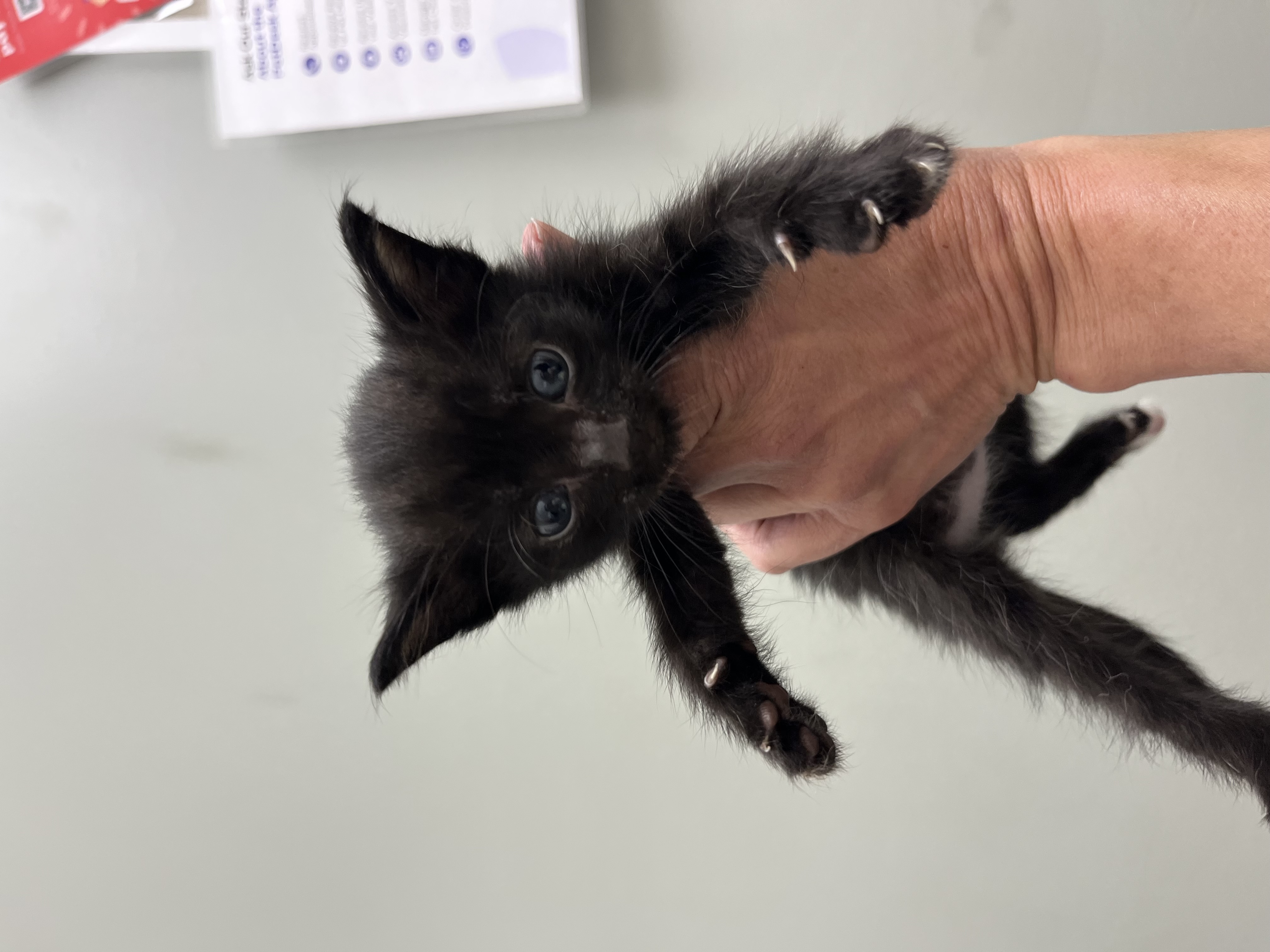 Our Rescue photo