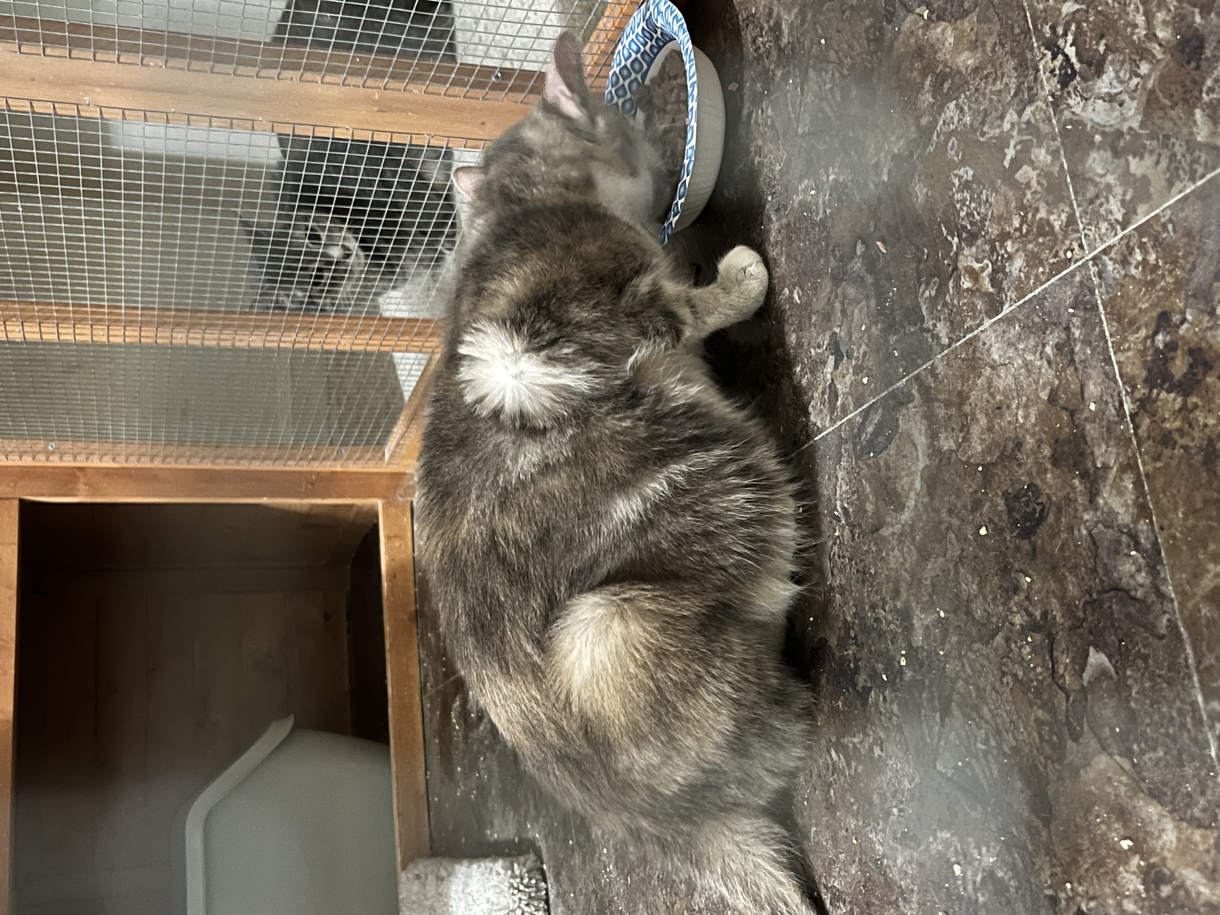 Our Rescue photo