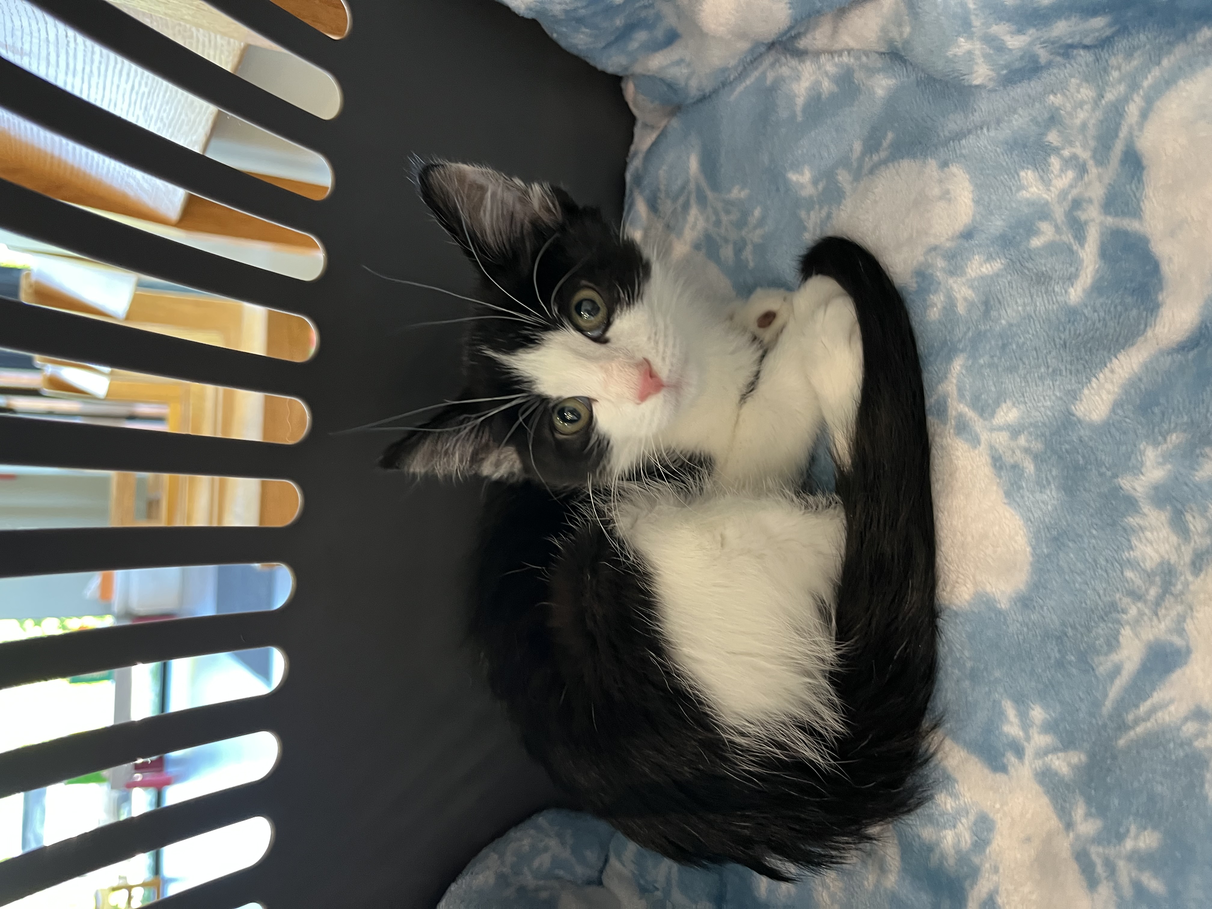 Our Rescue photo