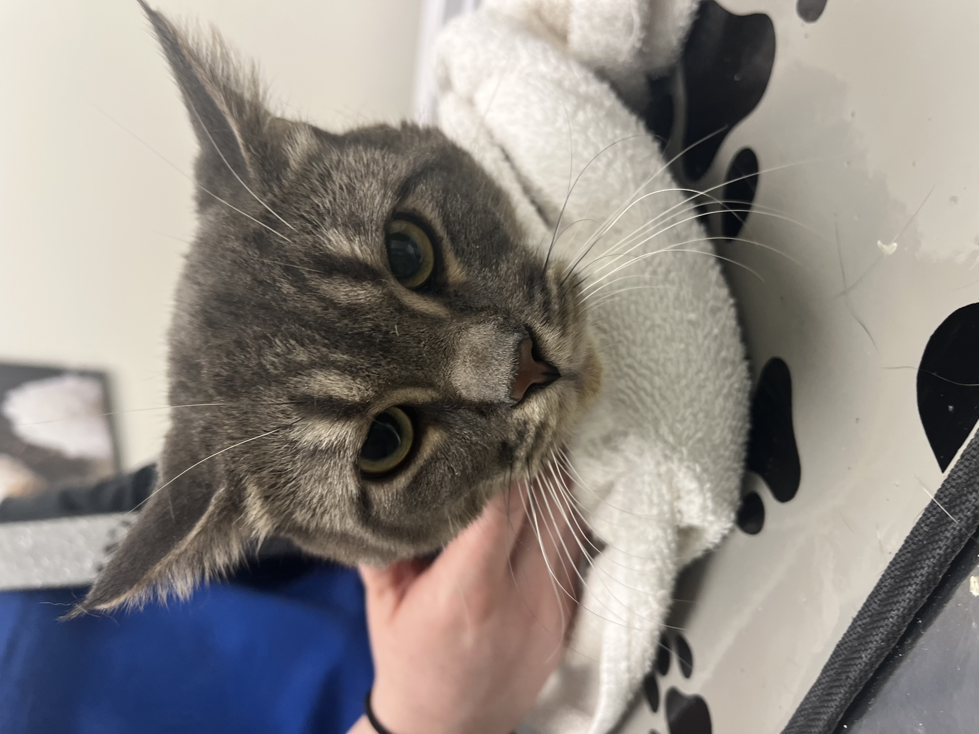 Our Rescue photo