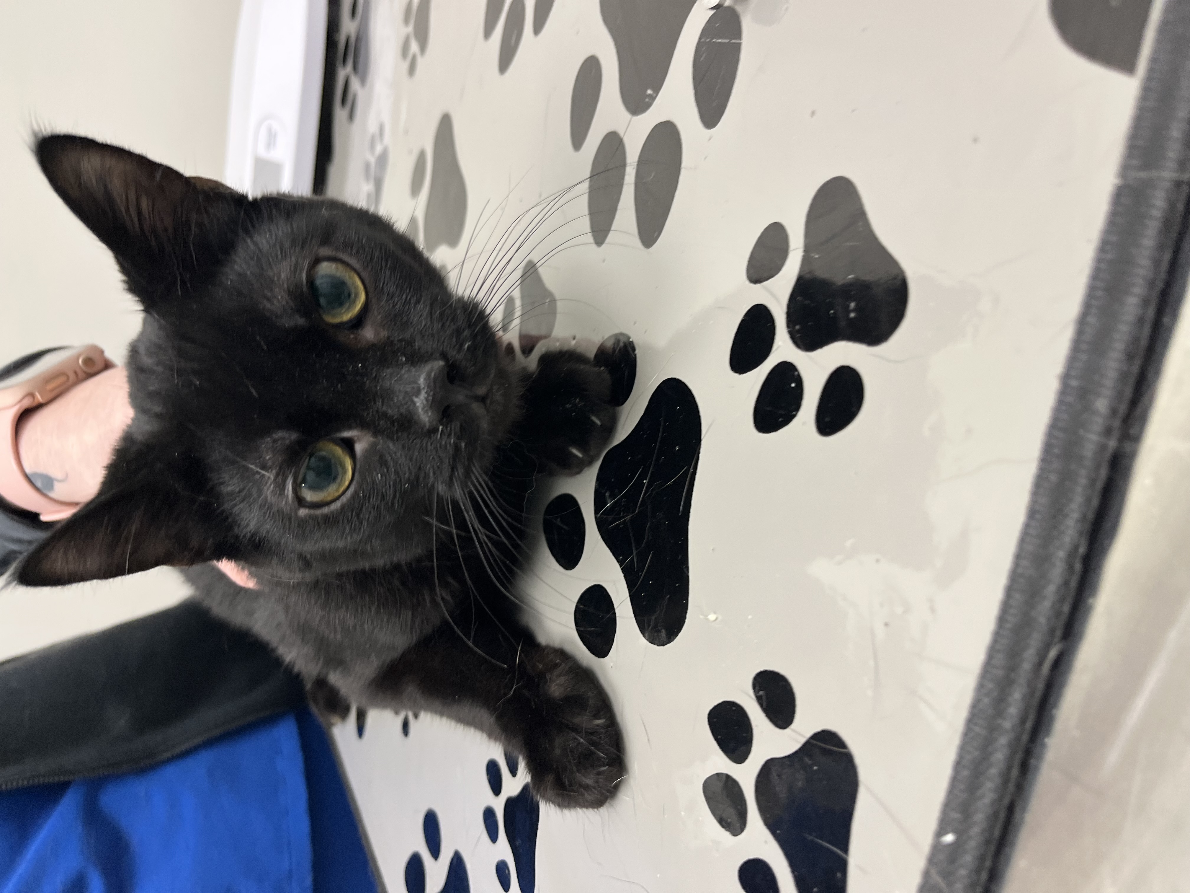 Our Rescue photo